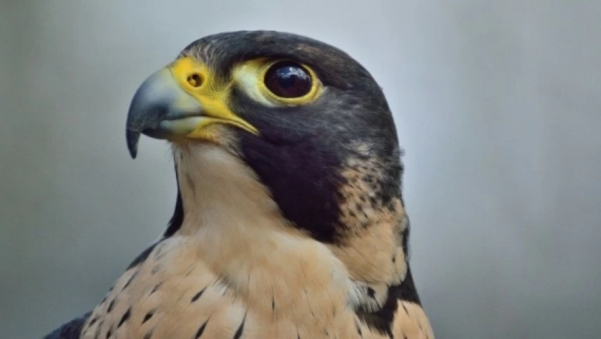 Peregrine falcon