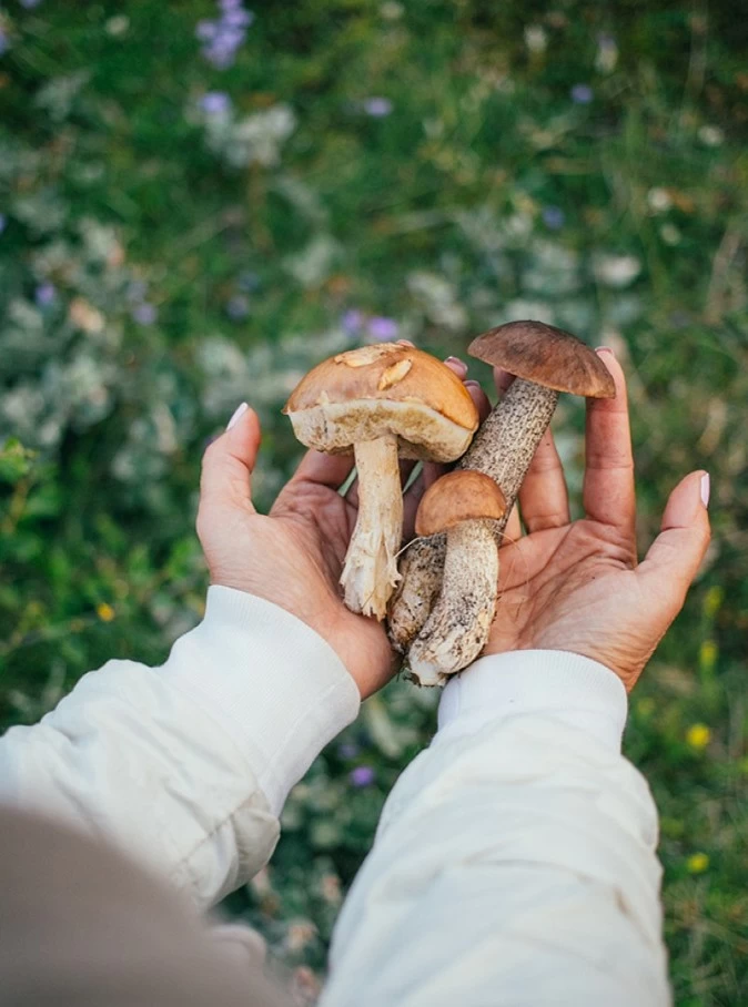 Mushrooms