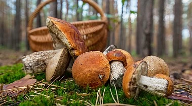 Mushrooms in Sanabria