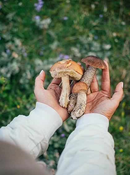 Mushrooms